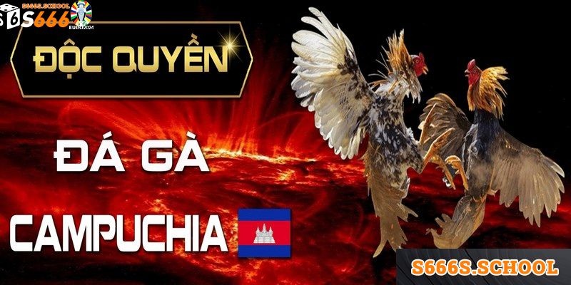 Trải nghiệm đá gà Campuchia đặc sắc Trải nghiệm đá gà Campuchia đặc sắc