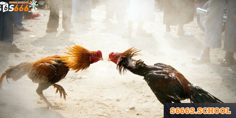 Chiêm Ngưỡng Những Trận Chiến Đá Gà Thomo Đỉnh Cao Tại S666