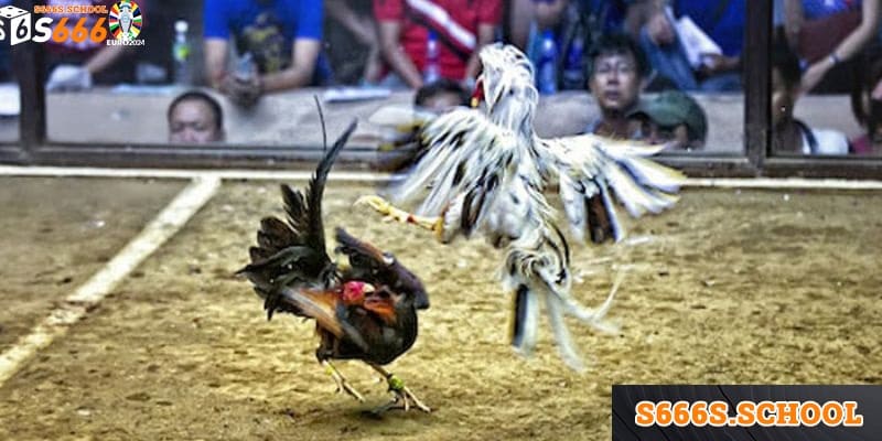 Trò cá cược này có nhiều ưu điểm, hơn hẳn những cổng game khác