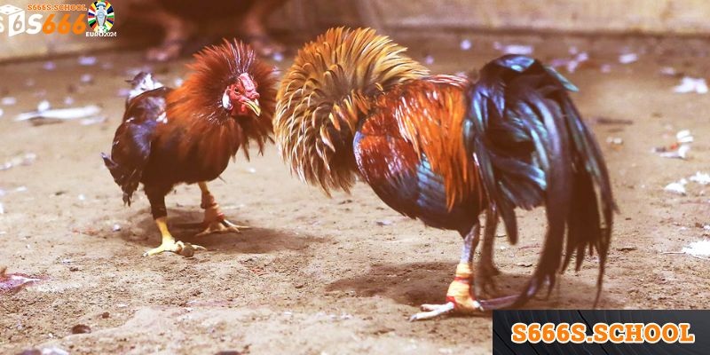 Hình thức đá gà Tre có gì hấp dẫn