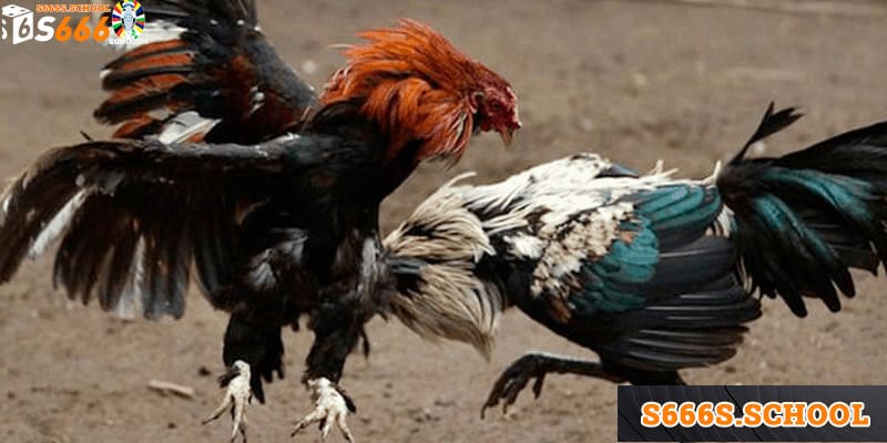 Đá gà là trò chơi có lượt truy cập lớn nhất nhì tại S666