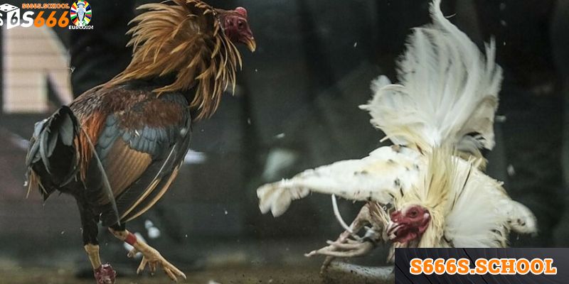 Bật mí kinh nghiệm đặt cược khôn ngoan dành cho người mới