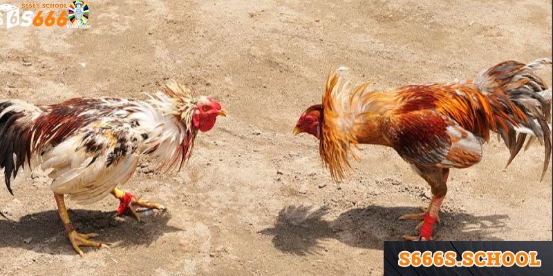 Thời gian một trận đấu diễn ra như thế nào Thời gian một trận đấu diễn ra như thế nào