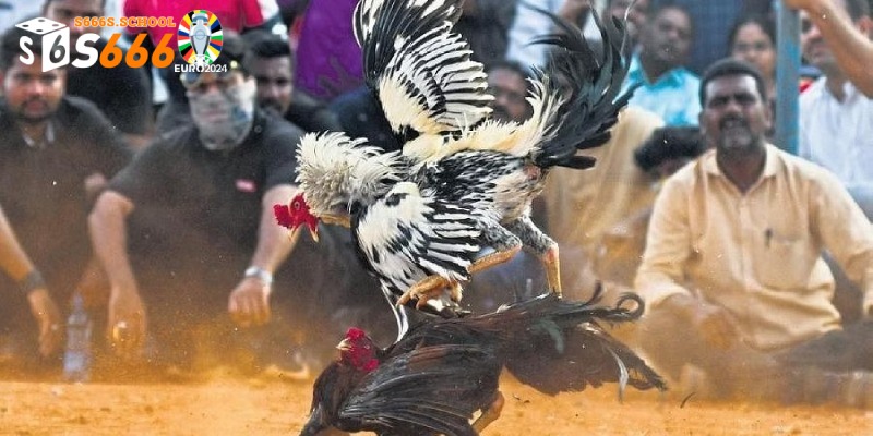 Nhiều thể loại cá cược chọi gà hấp dẫn