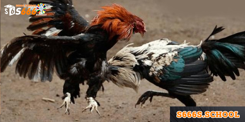 Các bước cơ bản để xem đá gà Thomo