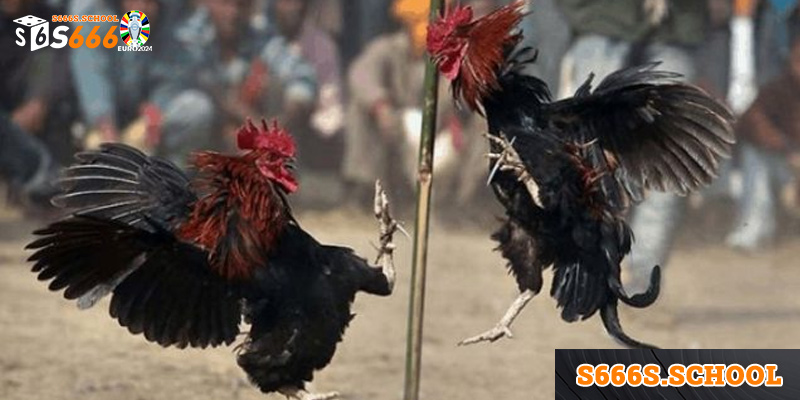 Hướng dẫn đặt cược các trận đá gà Thomo